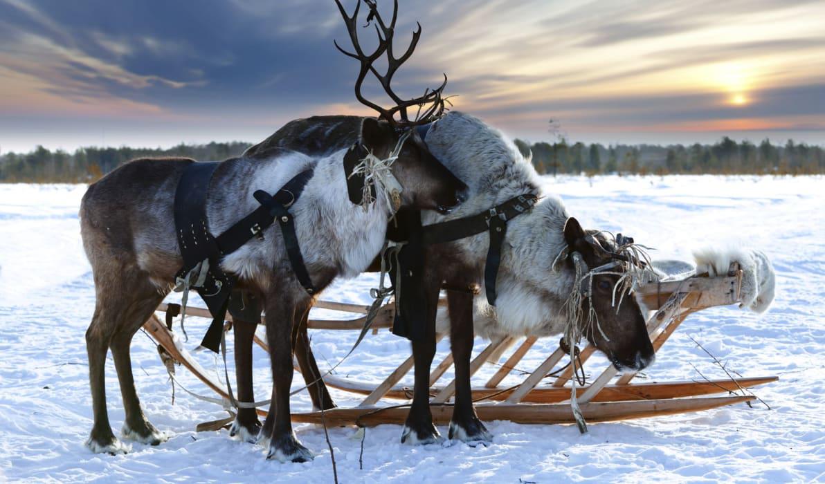 Reindeer ride