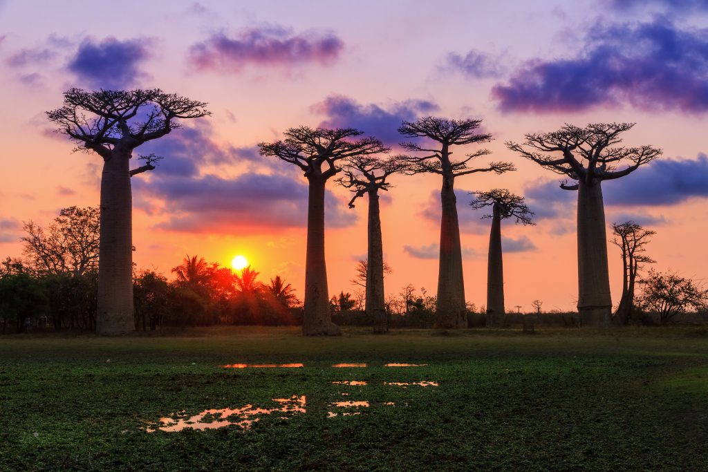 Madagascar
