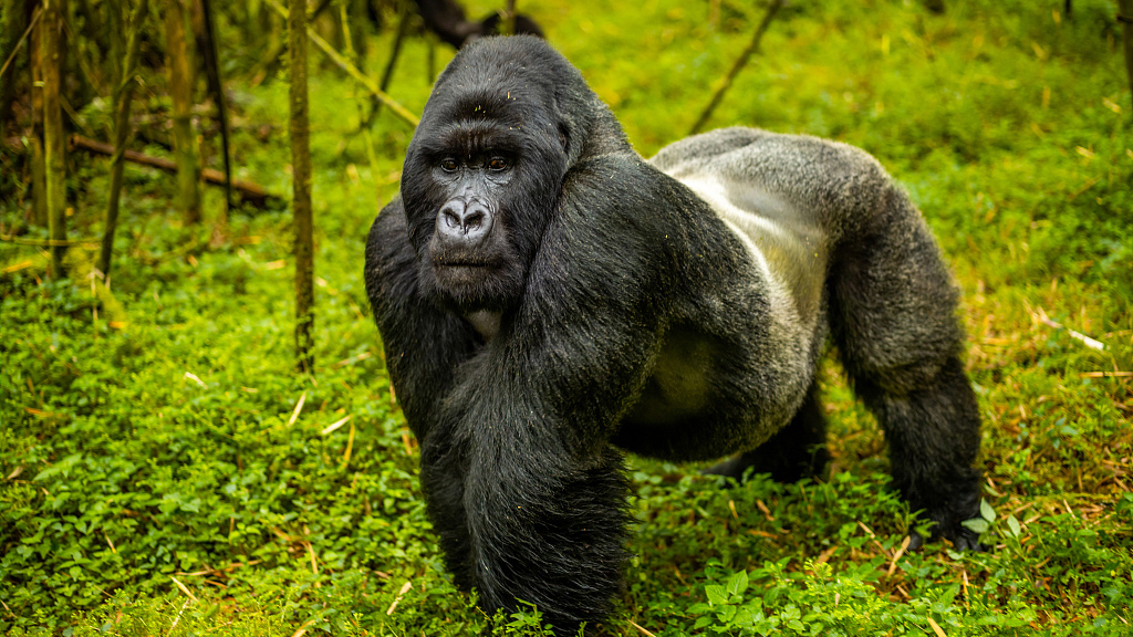 Rwanda